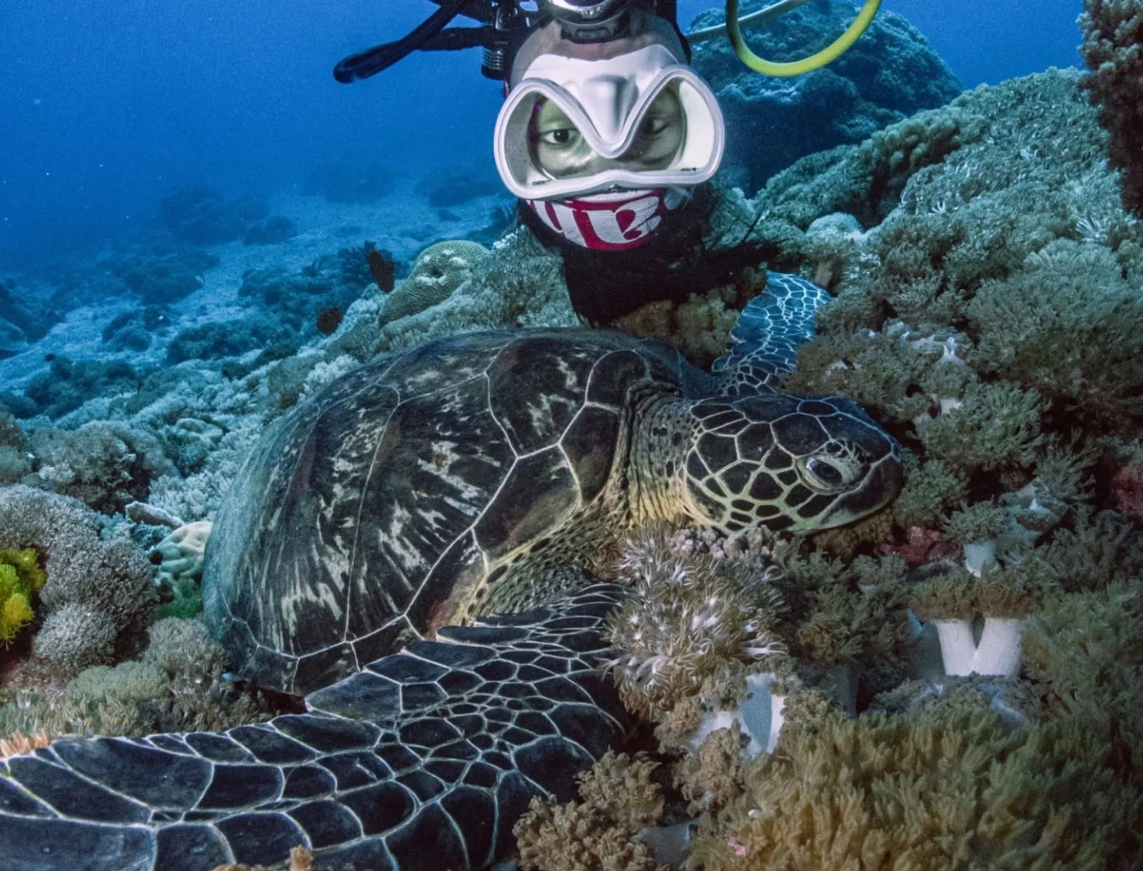 Future Smart Australia | Which Great Barrier Reef Island Should You Visit First? For Confident Swimmers Chasing Turtles, Fitzroy Island