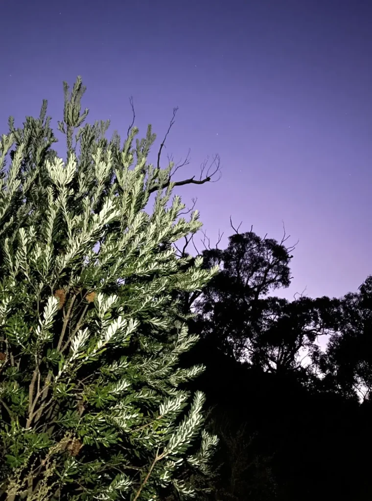 Grampians National Park flora and fauna