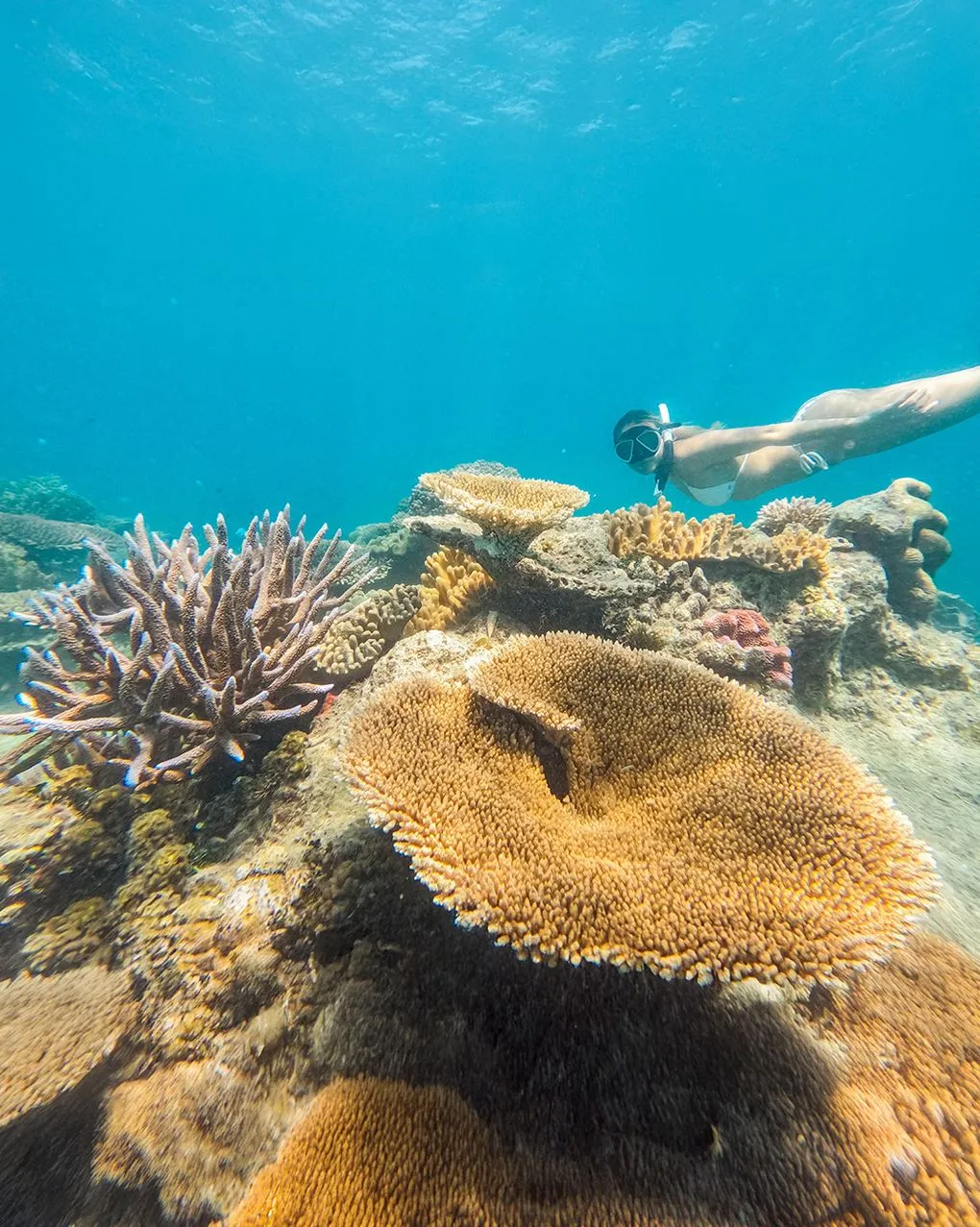 Future Smart Australia | Which Great Barrier Reef Island Should You Visit First? Great Barrier Reef Tours