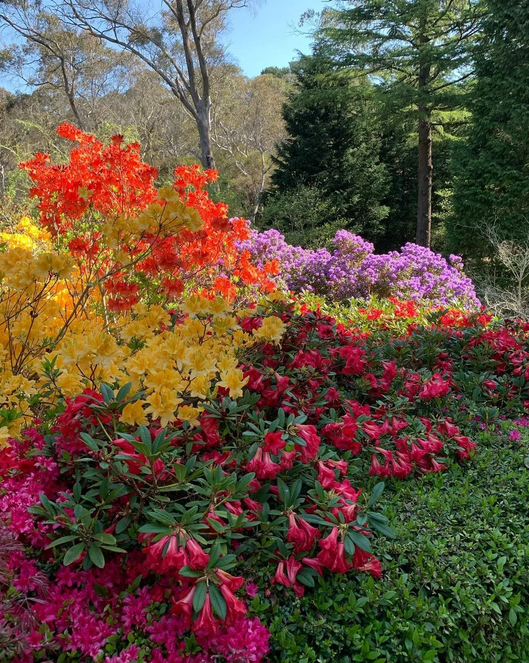 Leura